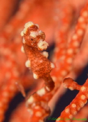 Bargibanti pigmy sea horse resembles Santa. by Gabriel De Leon Jr 